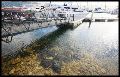 Stingrays visit Waterfront
